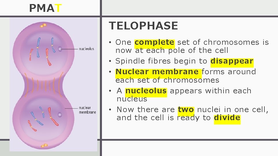 PMAT TELOPHASE • One complete set of chromosomes is now at each pole of