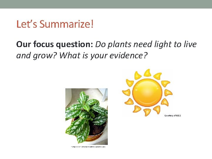 PLANTS AND ANIMALS LESSON 4 A Do Plants