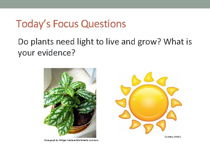 PLANTS AND ANIMALS LESSON 4 A Do Plants