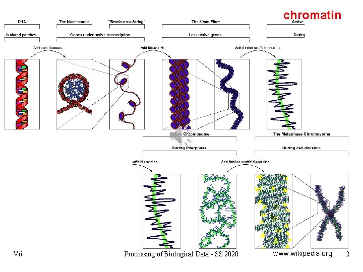 chromatin V 6 Processing of Biological Data - SS 2020 www. wikipedia. org 2