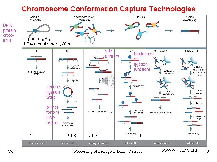 Chromosome Conformation Capture Technologies DNAprotein crosslinks e. g. with 1 -3% formaldehyde, 30 min