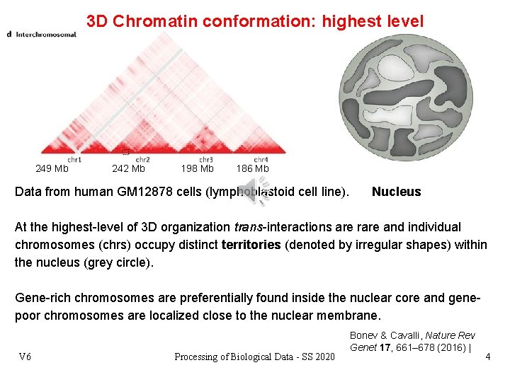 3 D Chromatin conformation: highest level 249 Mb 242 Mb 198 Mb 186 Mb