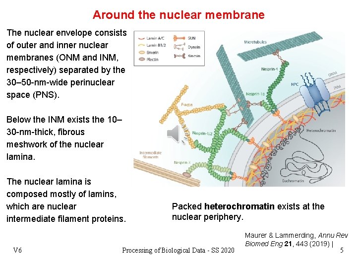 Around the nuclear membrane The nuclear envelope consists of outer and inner nuclear membranes