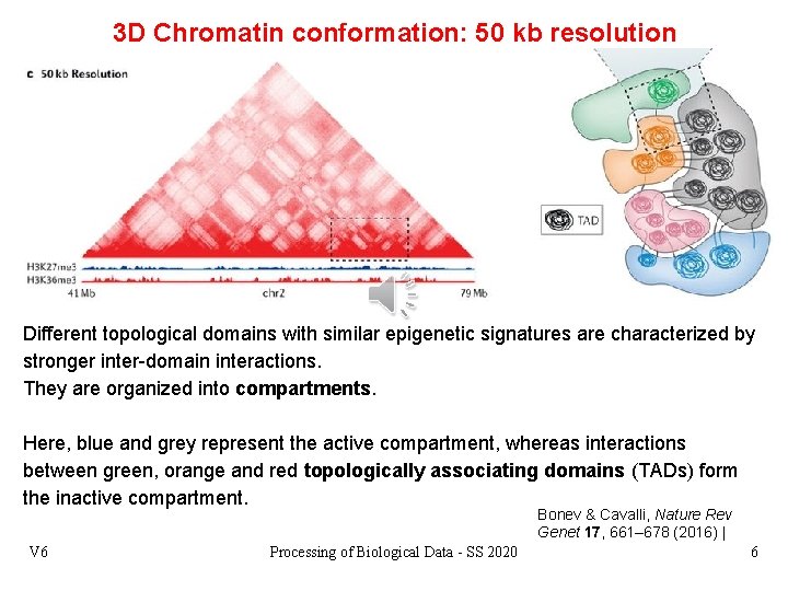 3 D Chromatin conformation: 50 kb resolution Different topological domains with similar epigenetic signatures