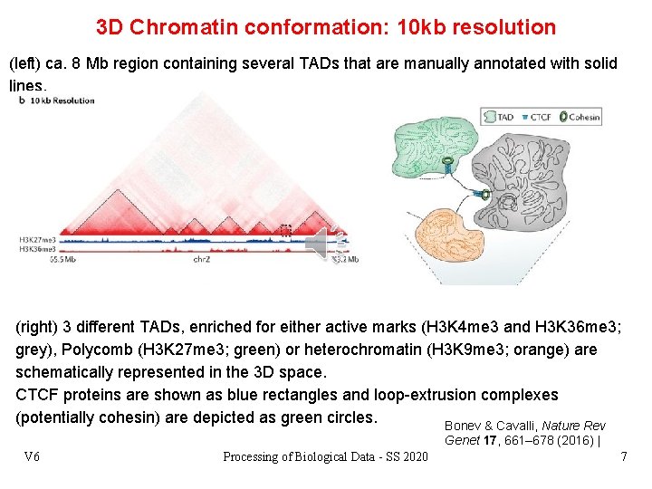 3 D Chromatin conformation: 10 kb resolution (left) ca. 8 Mb region containing several