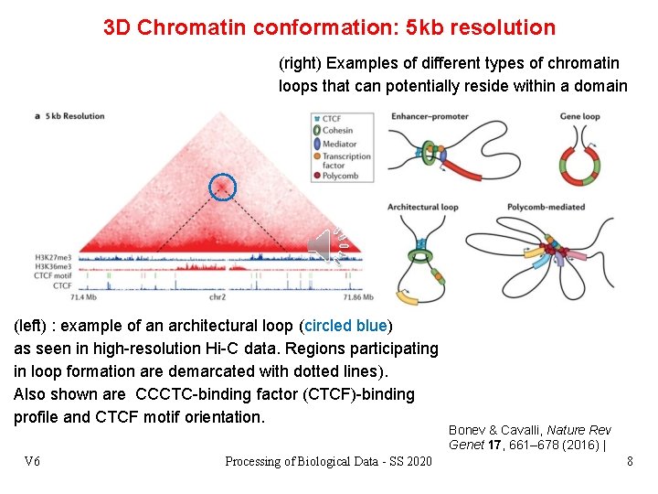 3 D Chromatin conformation: 5 kb resolution (right) Examples of different types of chromatin