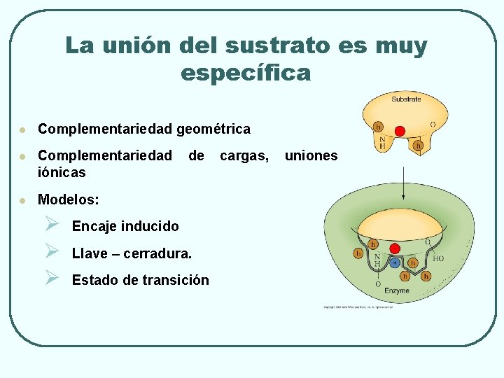 La unión del sustrato es muy específica l Complementariedad geométrica l Complementariedad iónicas l