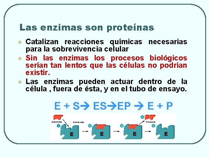 Las enzimas son proteínas l l l Catalizan reacciones químicas necesarias para la sobrevivencia