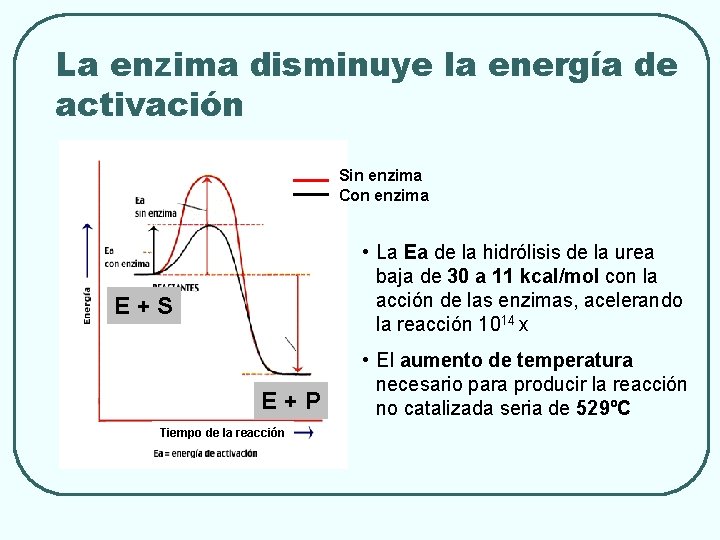 La enzima disminuye la energía de activación Sin enzima Con enzima • La Ea
