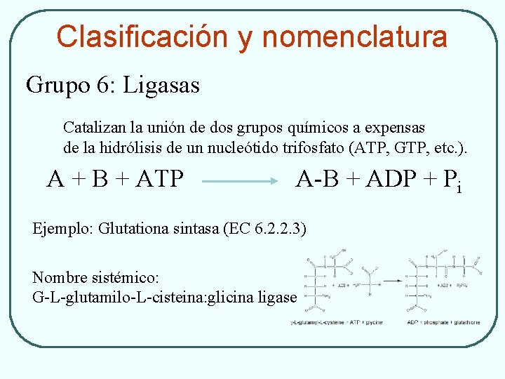 Clasificación y nomenclatura Grupo 6: Ligasas Catalizan la unión de dos grupos químicos a