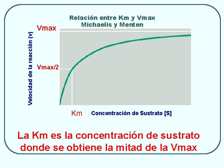 Velocidad de la reacción (v) Vmax Relación entre Km y Vmax Michaelis y Menten