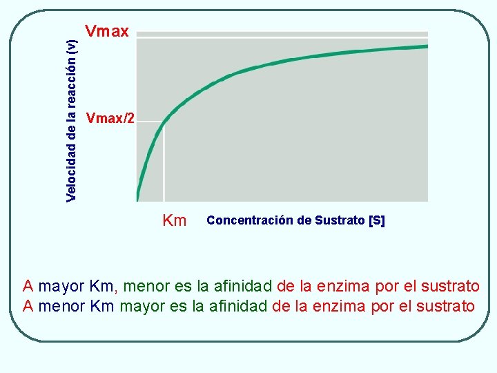 Velocidad de la reacción (v) Vmax/2 Km Concentración de Sustrato [S] A mayor Km,