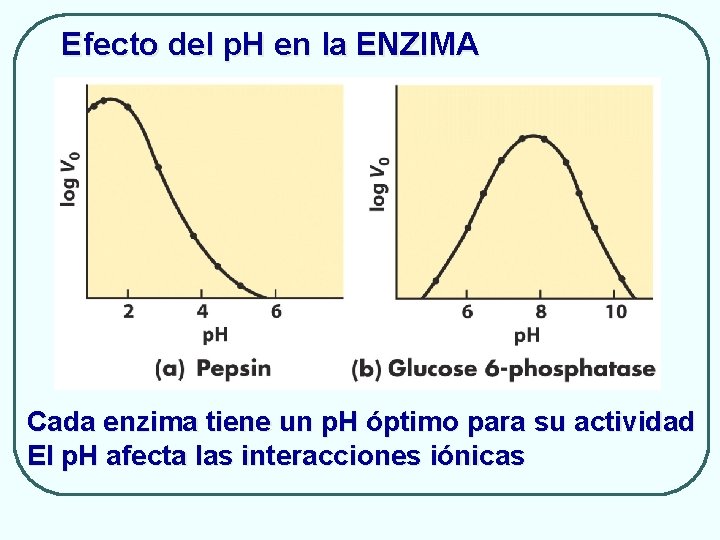 Efecto del p. H en la ENZIMA Cada enzima tiene un p. H óptimo