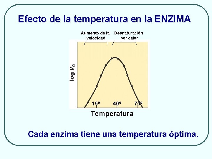 Efecto de la temperatura en la ENZIMA Aumento de la velocidad 15º Desnaturación por