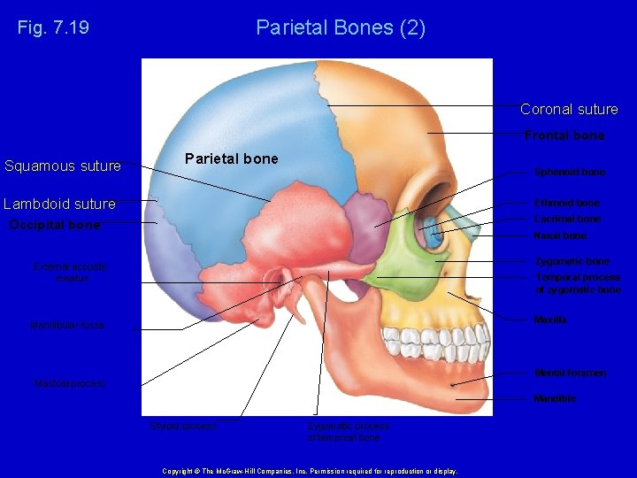 Parietal Bones (2) Fig. 7. 19 Coronal suture Frontal bone Squamous suture Parietal bone
