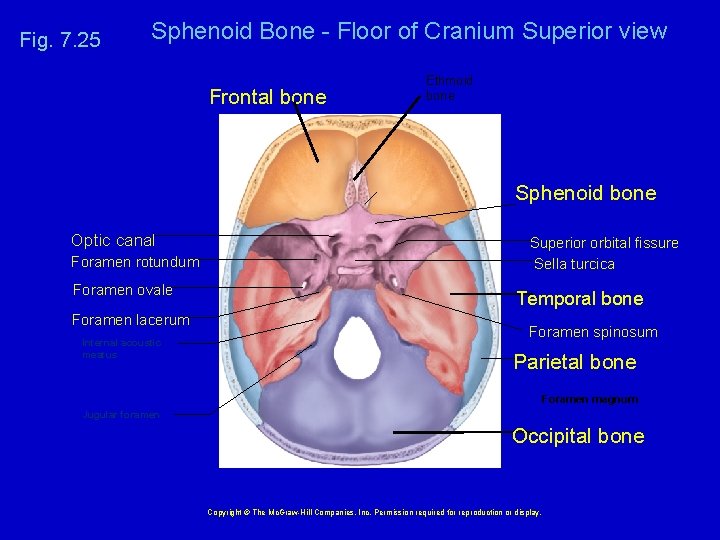Fig. 7. 25 Sphenoid Bone - Floor of Cranium Superior view Frontal bone Ethmoid
