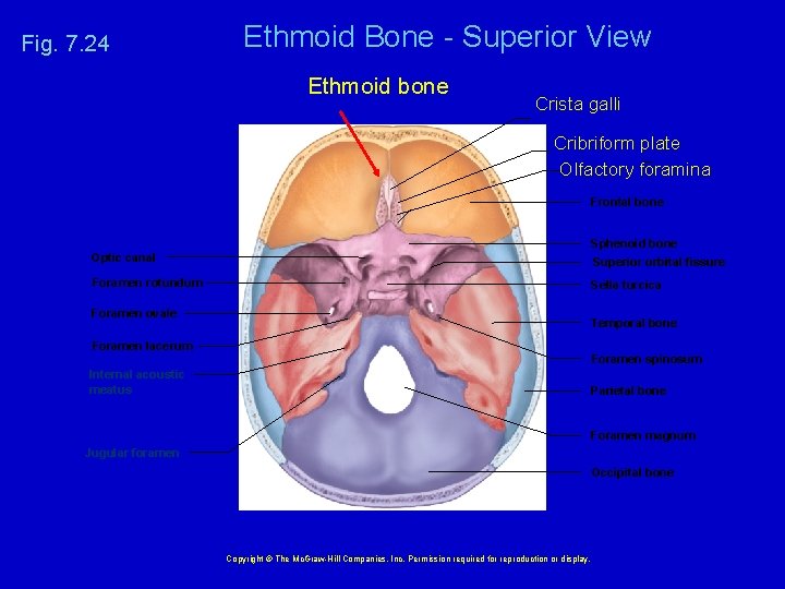 Fig. 7. 24 Ethmoid Bone - Superior View Ethmoid bone Crista galli Cribriform plate