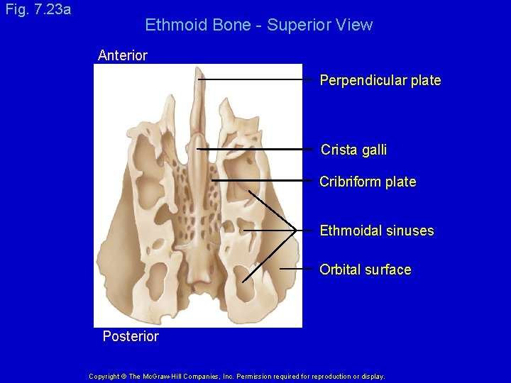 Fig. 7. 23 a Ethmoid Bone - Superior View Anterior Perpendicular plate Crista galli