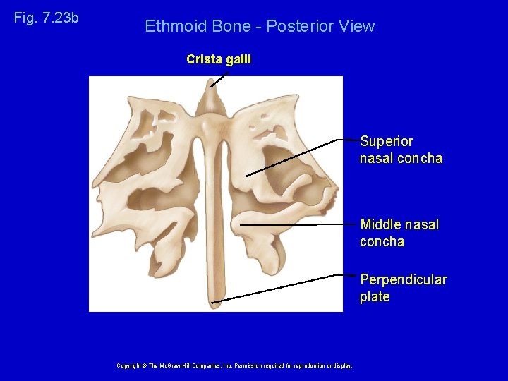 Fig. 7. 23 b Ethmoid Bone - Posterior View Crista galli Superior nasal concha