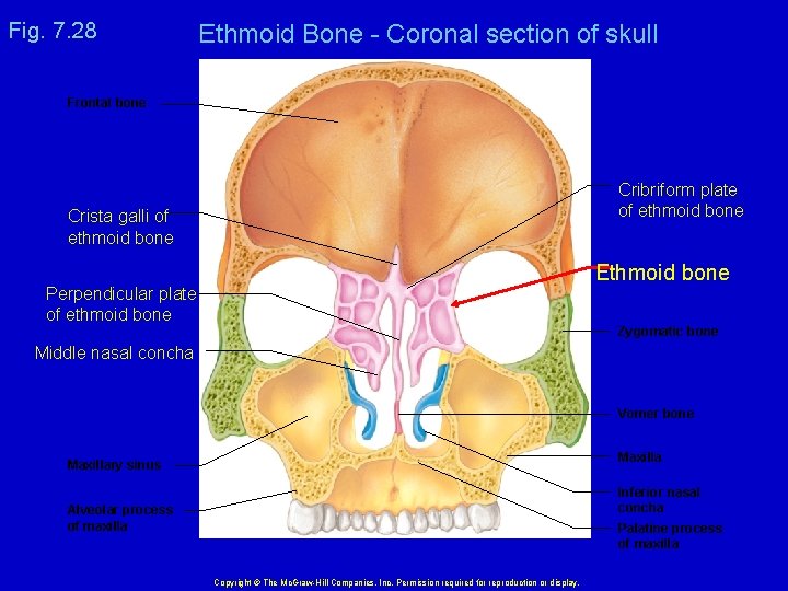 Fig. 7. 28 Ethmoid Bone - Coronal section of skull Frontal bone Cribriform plate