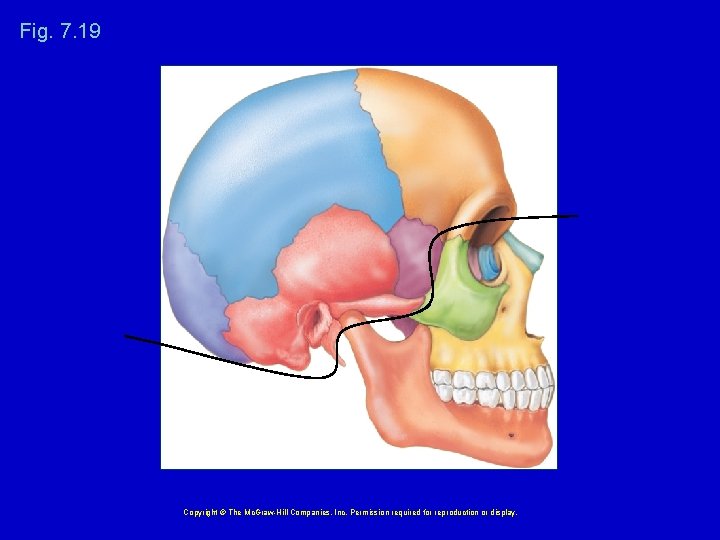 Fig. 7. 19 Copyright © The Mc. Graw-Hill Companies, Inc. Permission required for reproduction