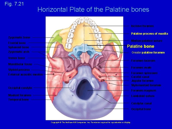 Fig. 7. 21 Horizontal Plate of the Palatine bones Incisive foramen Palatine process of