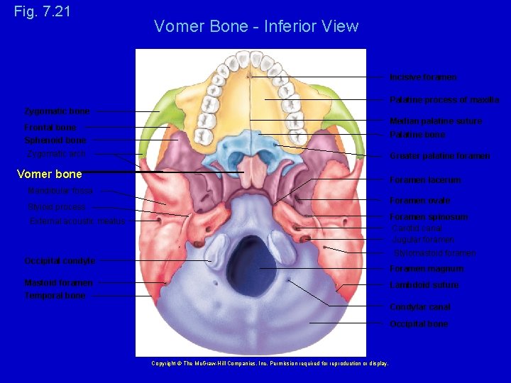 Fig. 7. 21 Vomer Bone - Inferior View Incisive foramen Palatine process of maxilla