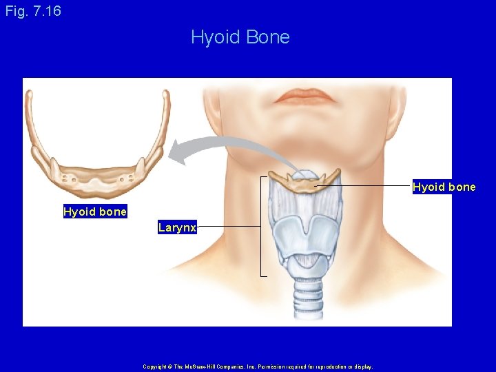 Fig. 7. 16 Hyoid Bone Hyoid bone Larynx Copyright © The Mc. Graw-Hill Companies,