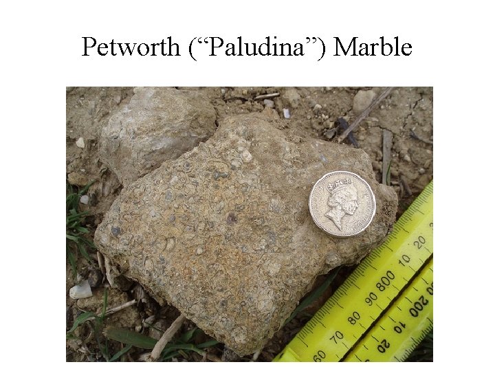 Petworth (“Paludina”) Marble 