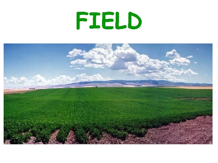 FIELD 