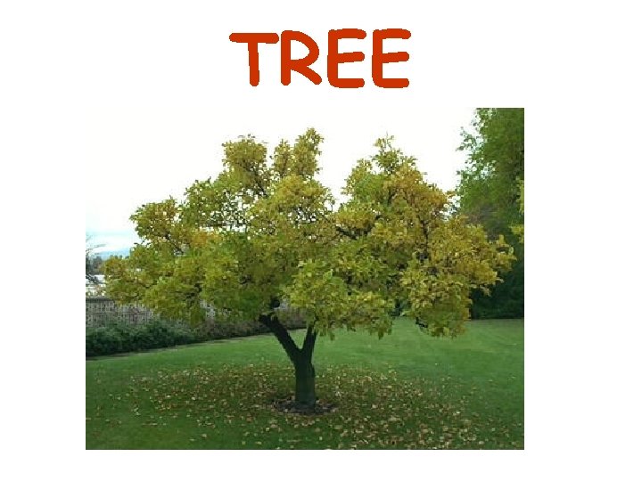 TREE 