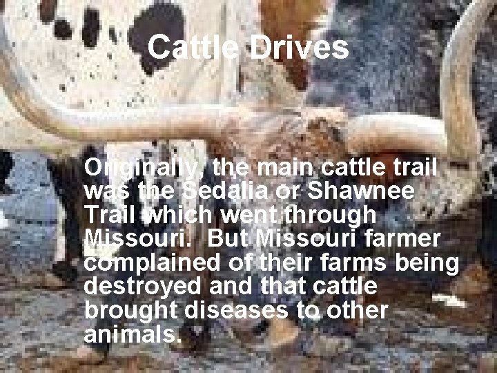 Cattle Drives Originally, the main cattle trail was the Sedalia or Shawnee Trail which