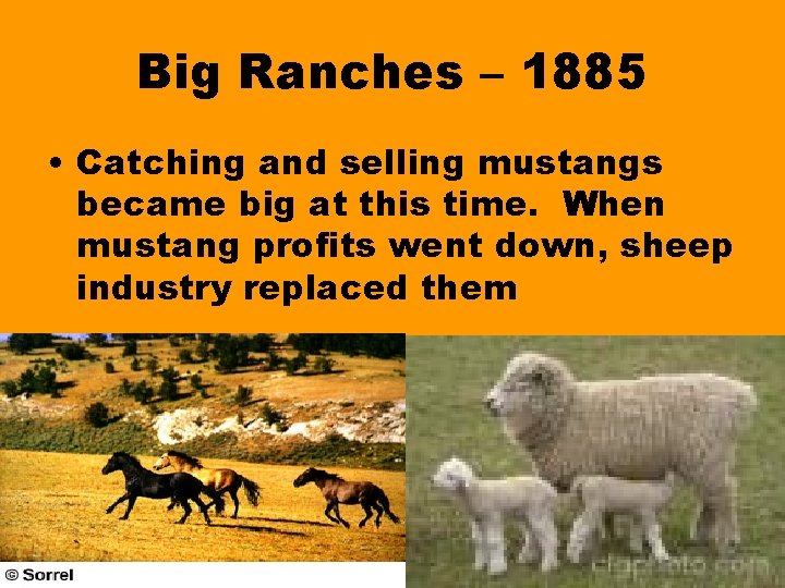 Big Ranches – 1885 • Catching and selling mustangs became big at this time.