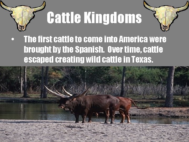 Cattle Kingdoms • The first cattle to come into America were brought by the