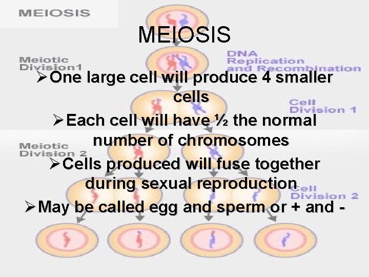 MEIOSIS Ø One large cell will produce 4 smaller cells Ø Each cell will