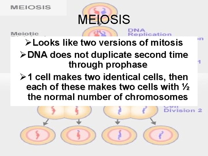 MEIOSIS Ø Looks like two versions of mitosis Ø DNA does not duplicate second