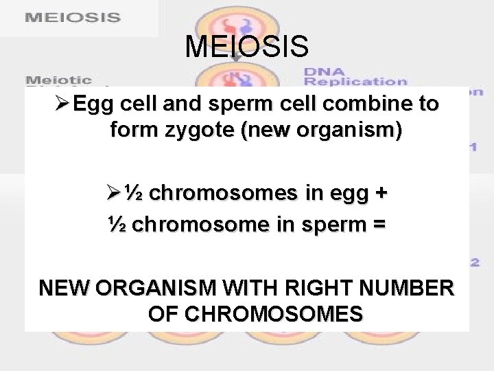 MEIOSIS Ø Egg cell and sperm cell combine to form zygote (new organism) Ø