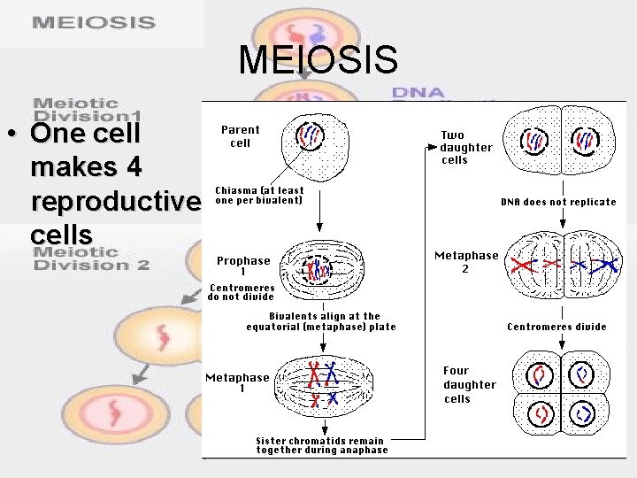 MEIOSIS • One cell makes 4 reproductive cells 