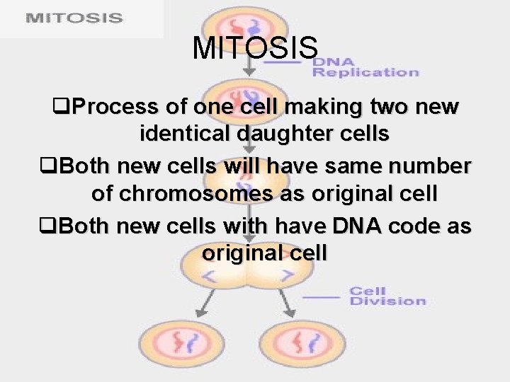 MITOSIS q. Process of one cell making two new identical daughter cells q. Both