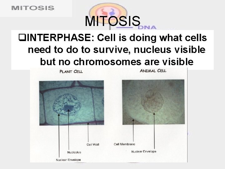 MITOSIS q. INTERPHASE: Cell is doing what cells need to do to survive, nucleus
