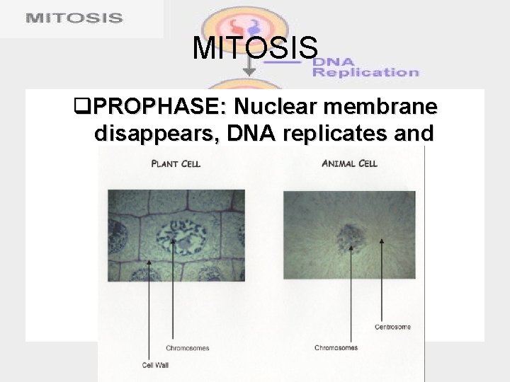 MITOSIS q. PROPHASE: Nuclear membrane disappears, DNA replicates and becomes visible inside cell 