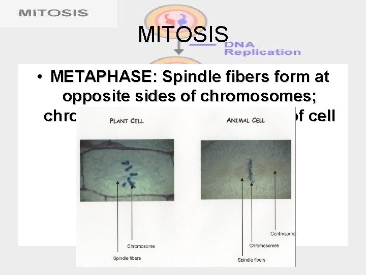 MITOSIS • METAPHASE: Spindle fibers form at opposite sides of chromosomes; chromosomes line up