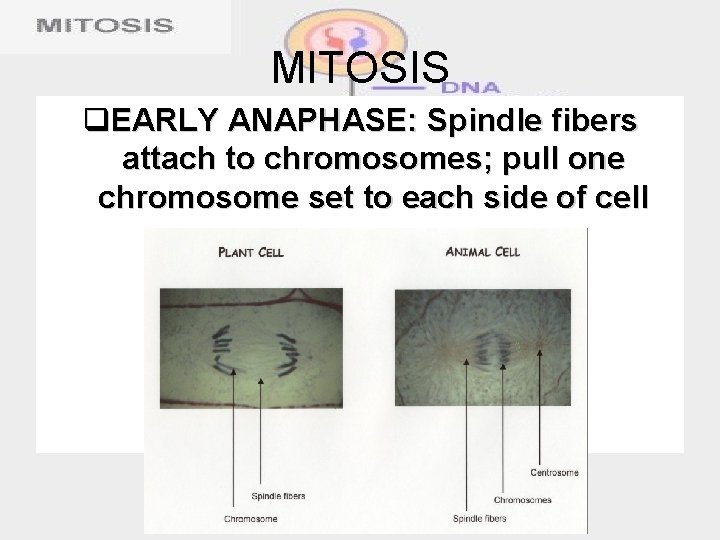 MITOSIS q. EARLY ANAPHASE: Spindle fibers attach to chromosomes; pull one chromosome set to