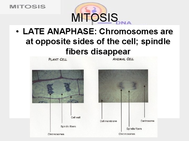 MITOSIS • LATE ANAPHASE: Chromosomes are at opposite sides of the cell; spindle fibers