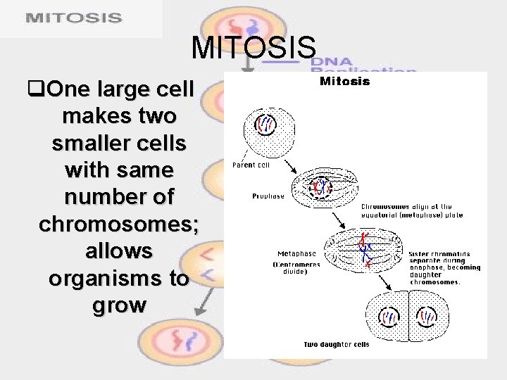 MITOSIS q. One large cell makes two smaller cells with same number of chromosomes;