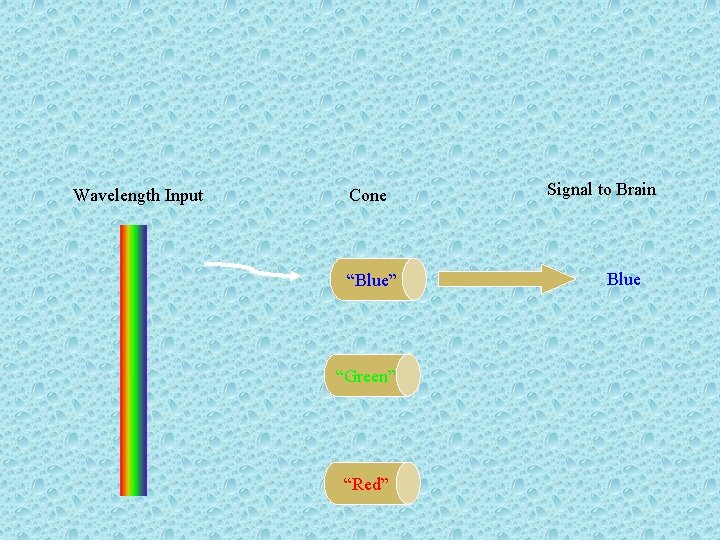 Wavelength Input Cone “Blue” “Green” “Red” Signal to Brain Blue 