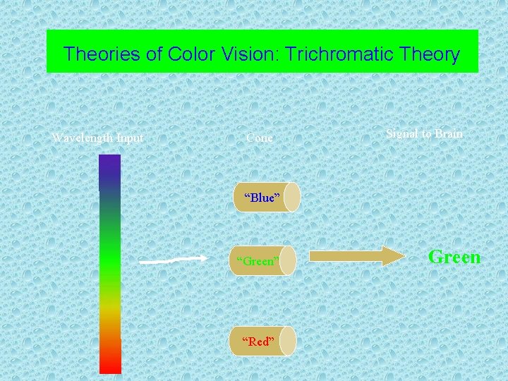 Theories of Color Vision: Trichromatic Theory Wavelength Input Cone Signal to Brain “Blue” “Green”