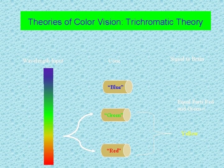 Theories of Color Vision: Trichromatic Theory Wavelength Input Cone Signal to Brain “Blue” Equal