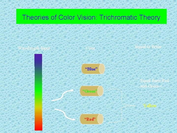 Theories of Color Vision: Trichromatic Theory Wavelength Input Cone Signal to Brain “Blue” Equal