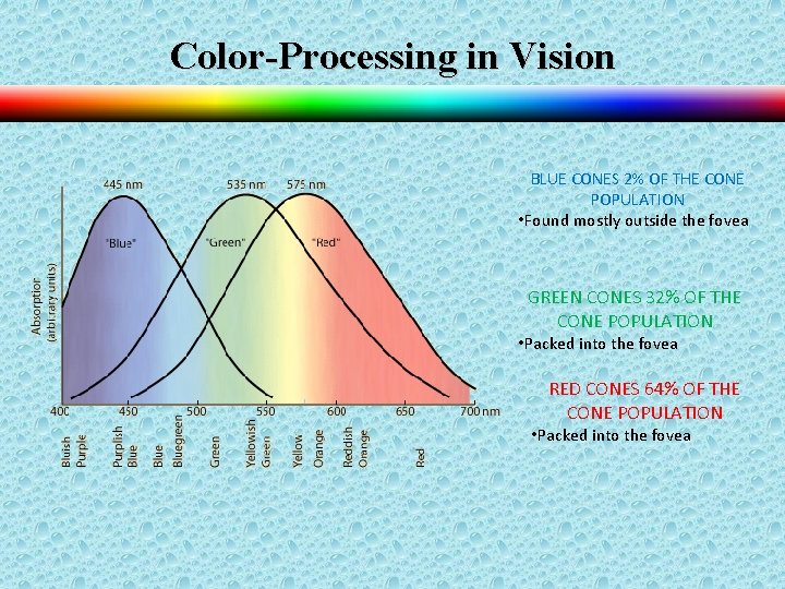 Color-Processing in Vision BLUE CONES 2% OF THE CONE POPULATION • Found mostly outside